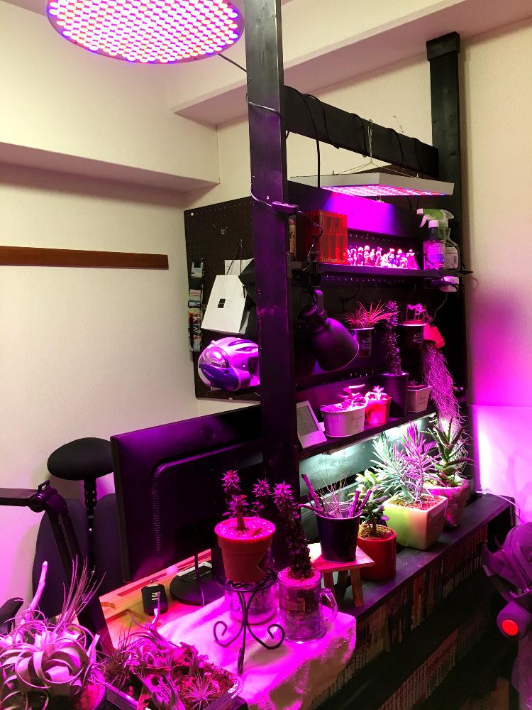 部屋の投稿画像 By シントーさん フィギュアと多肉植物とパキポディウム属とピンク ピンク ピンク と植物育成ライト とコーデックスと植中毒とパキポとタニラーと悔恨植物と花のある暮らしとパキポコレクションとエロライトとエアプランツとフィギュアと多肉植物と