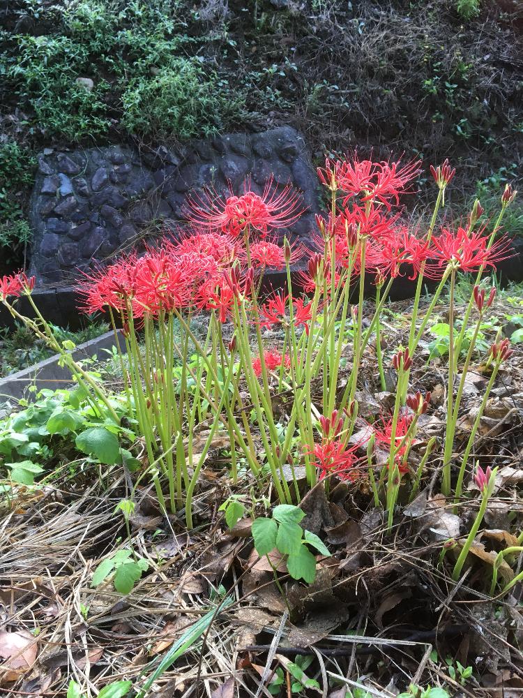 赤い花 の投稿画像 By たまみさん ちいさい秋見つけたと野山の花木 17月9月13日 Greensnap グリーンスナップ