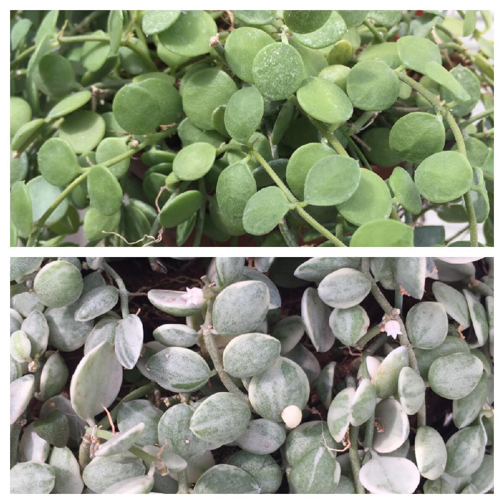 ディスキディアヌンムラリアの投稿画像 By ゆさん ディスキディア ベンガレンシス バエリガータとバルコニー ベランダとhtcとディスキディア ヌンムラリアとディスキディアヌンムラリア バリエガータとhtcとディスキディア ヌンムラリアとディスキディアヌンムラリア