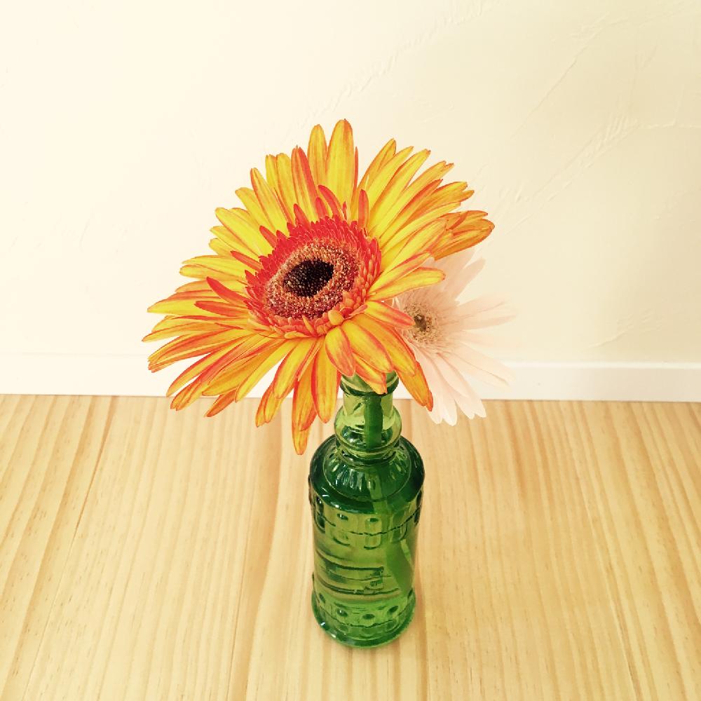 ガーベラの投稿画像 By Kabuさん ダリアと一輪挿しと植物のある暮らしと小さい花瓶と花のある暮らしと切り花 17月9月13日 Greensnap グリーンスナップ