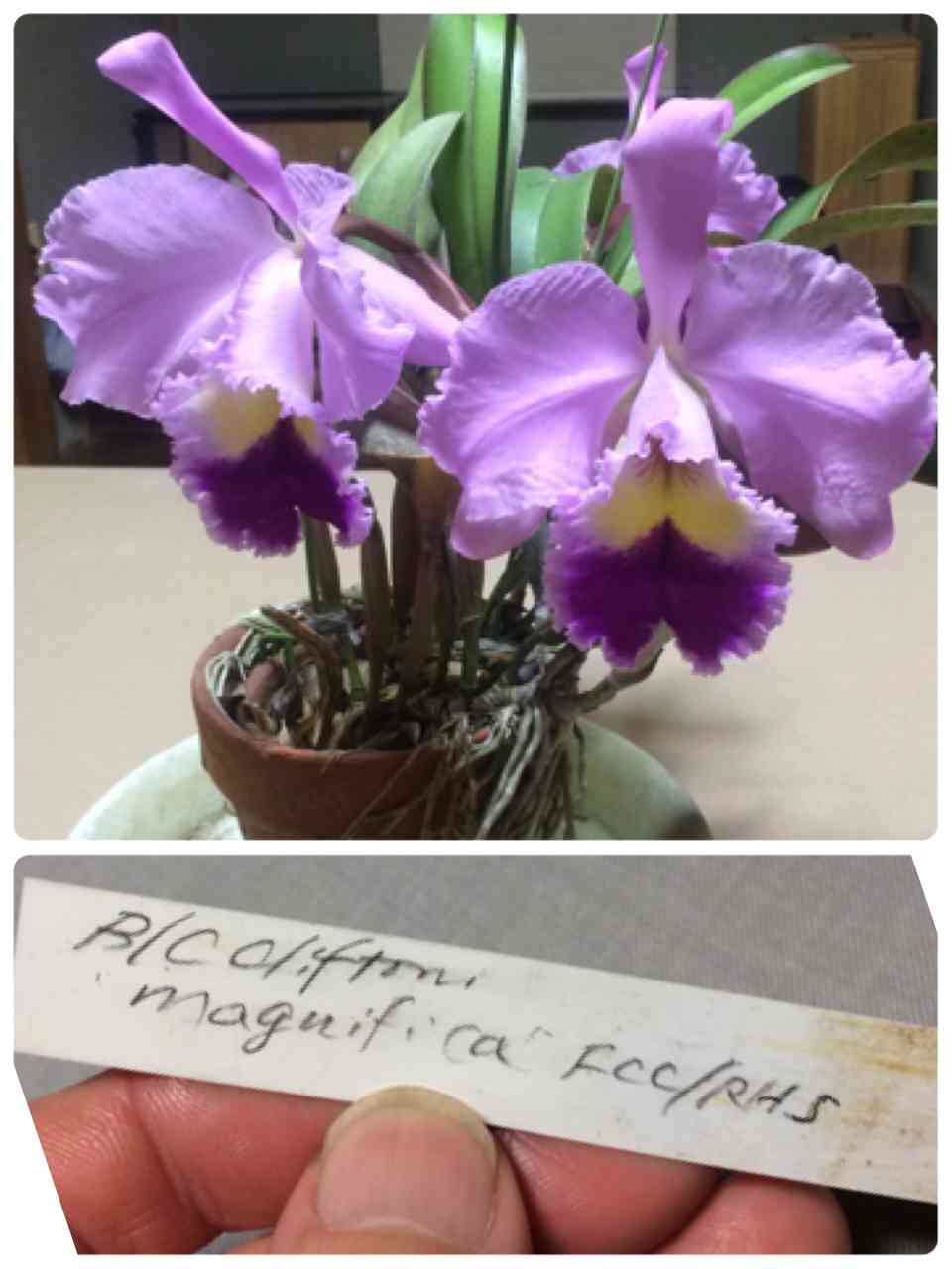 カトレアの投稿画像 by kenjiさん｜和室と洋蘭とラン科とキュンキュン