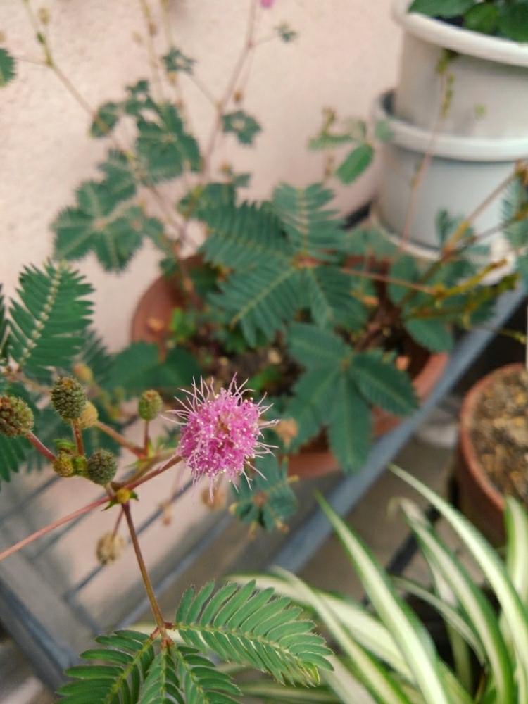 オジギソウの投稿画像 By たっくさん オジギソウの花と玄関 17月9月14日 Greensnap グリーンスナップ Greensnap グリーンスナップ