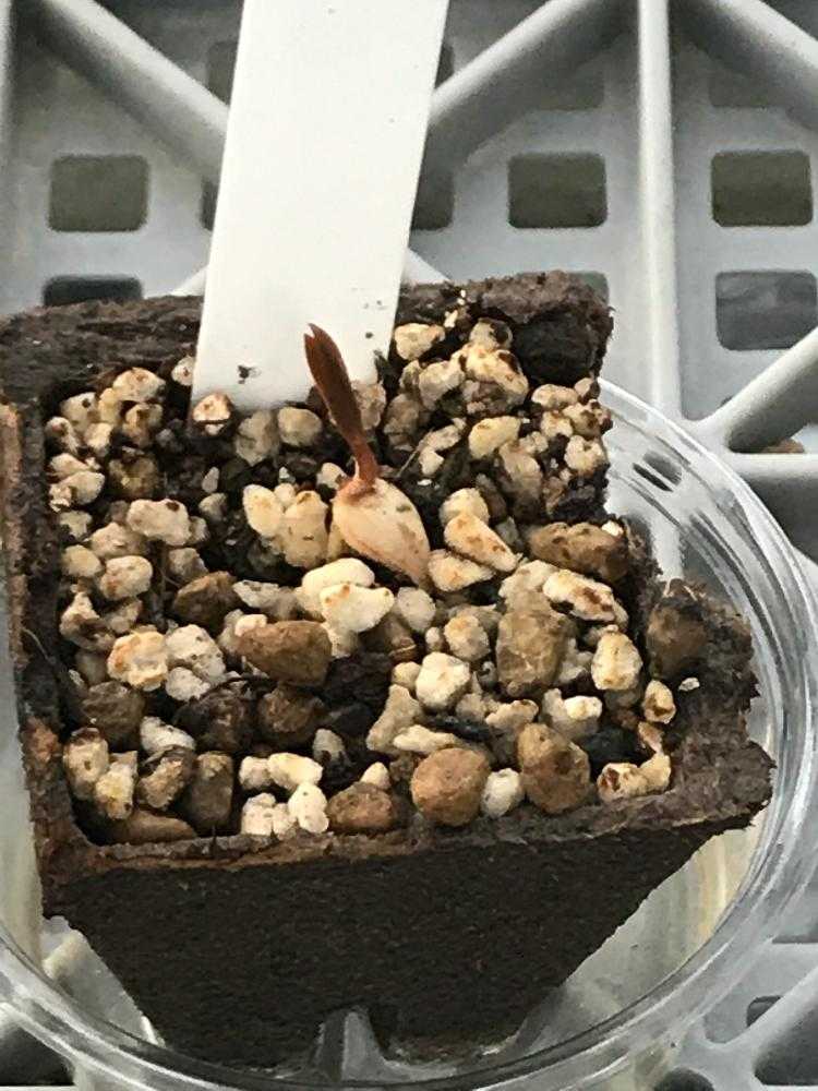 奇想天外の栽培記録｜🍀GreenSnap（グリーンスナップ）