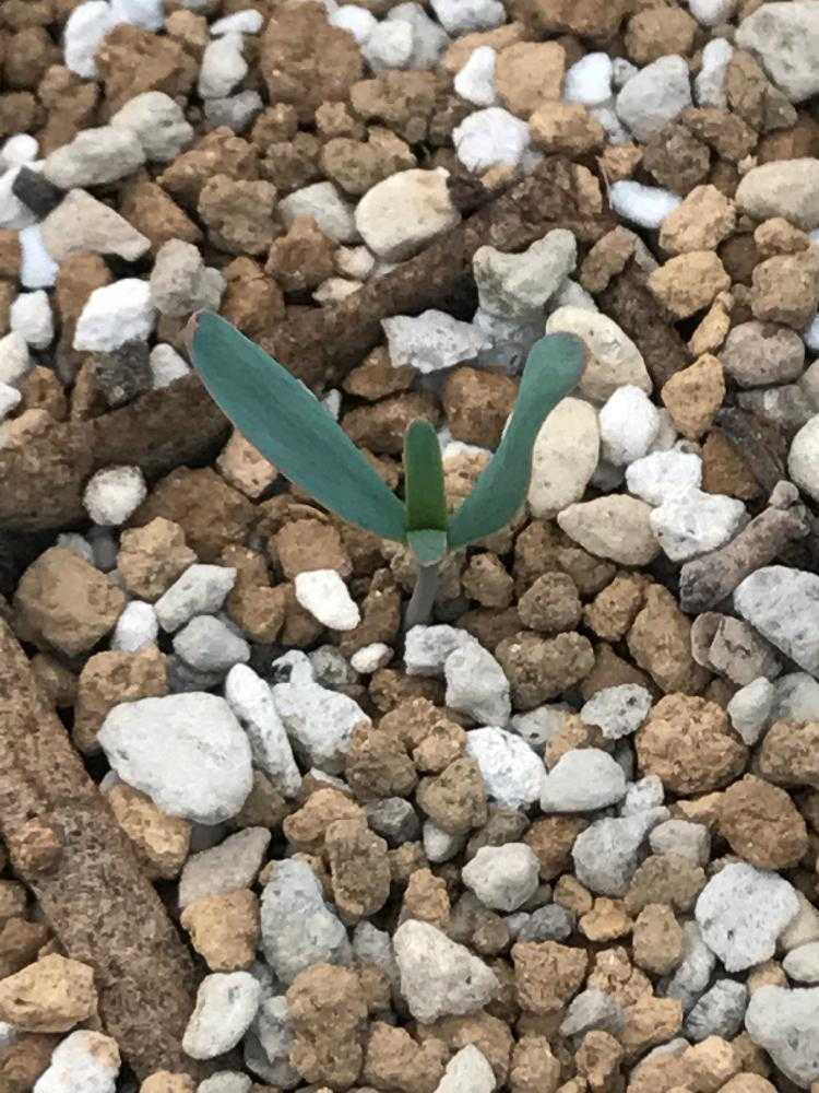 奇想天外の栽培記録｜🍀GreenSnap（グリーンスナップ）