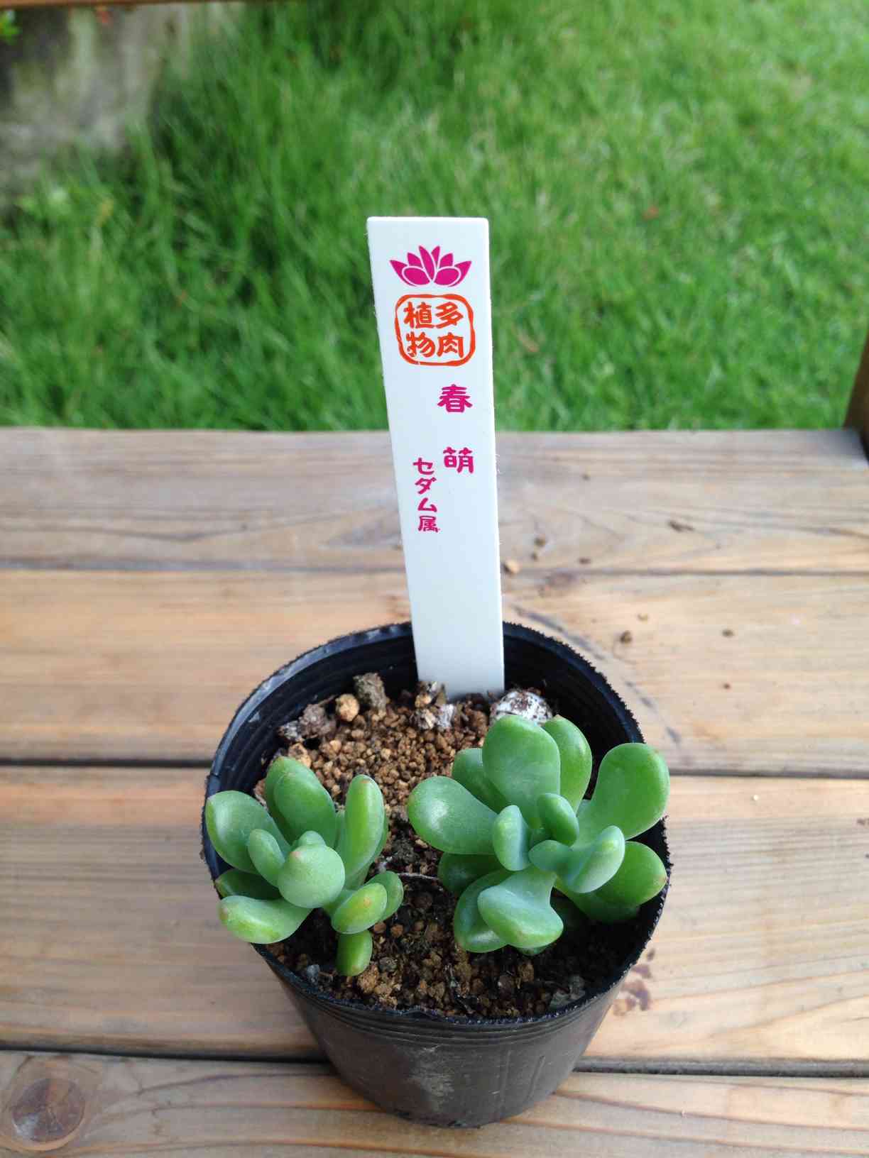 春萌 (セダム属)｜🍀GreenSnap（グリーンスナップ）