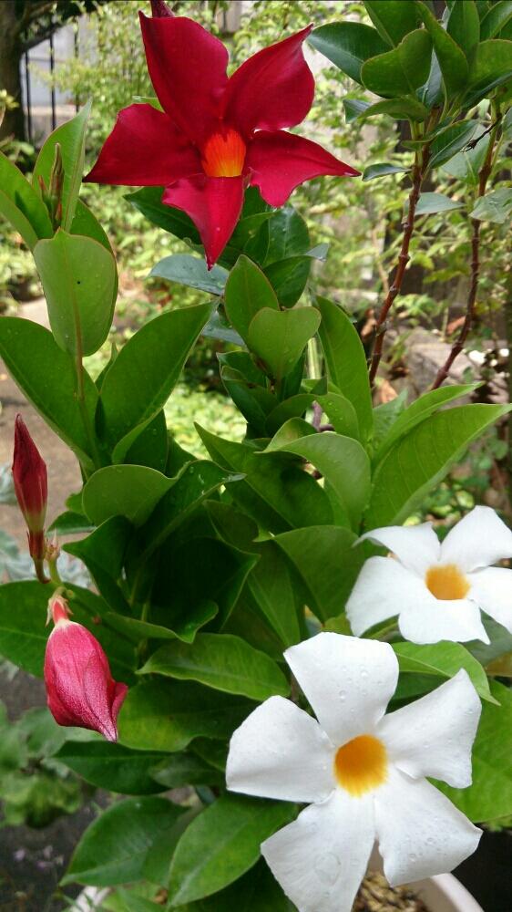 今日の一枚の投稿画像 By Miccoさん 白い花と赤い花とつる性植物 17月9月15日 Greensnap グリーンスナップ