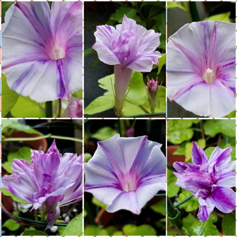 変化朝顔 の投稿画像 By このはなこゆきさん 種から育てる と植中毒と今日の一枚と朝顔 と咲いてますよ と花のある暮らしと朝顔いろいろ と無農薬有機栽培 17月9月15日 Greensnap グリーンスナップ