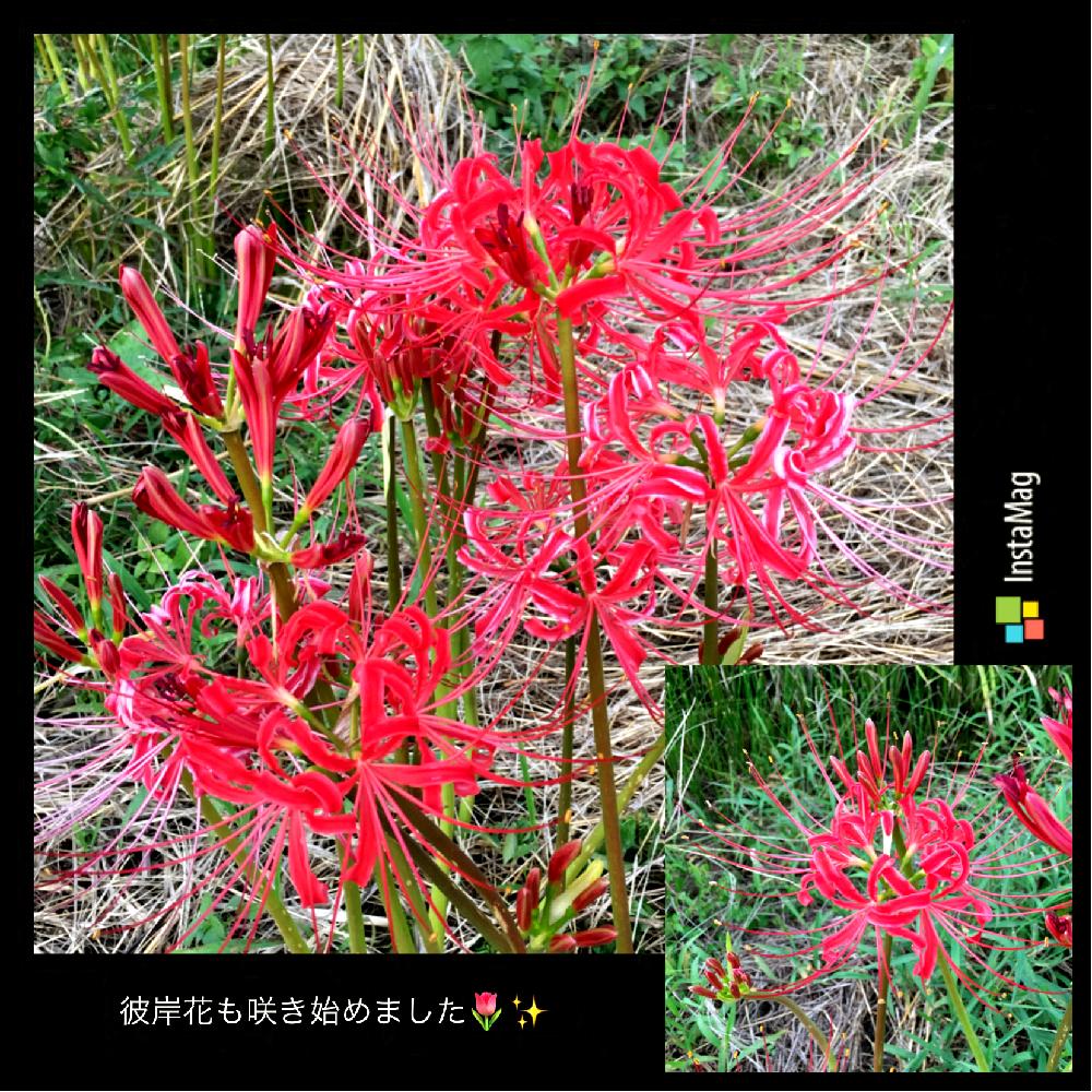 ヒガンバナの投稿画像 By とい さん 花が咲いたと雑草 17月9月15日 Greensnap グリーンスナップ