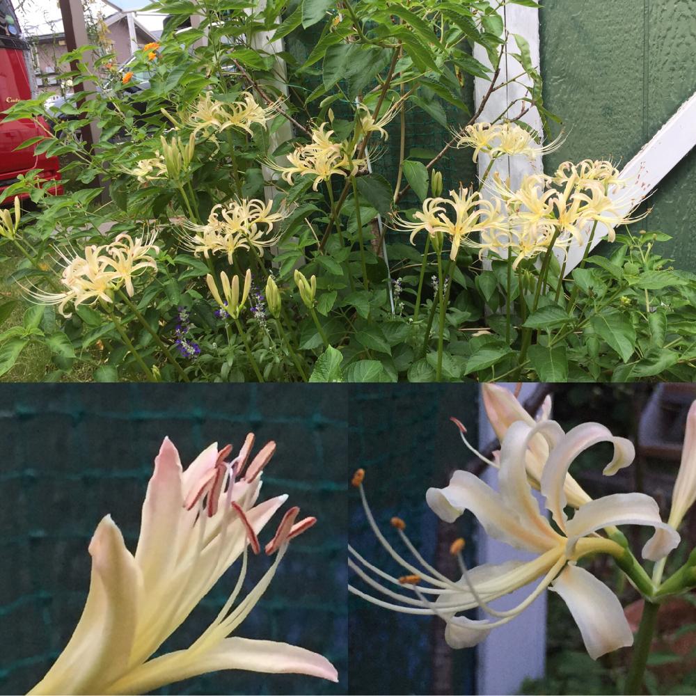 小さな庭の投稿画像 By てんとう虫さん 白い彼岸花とクリーム色の彼岸花 とリコリス と黄色のリコリスと不思議な花と花が咲いたと素敵な花と植中毒とガーデニングと咲いた と白い彼岸花とクリーム色の彼岸花とリコリス と黄色のリコリスと不思議な花と花が咲いたと素敵 小さな庭の投稿画像 By てんとう虫さん 白い彼岸花とクリーム色の彼岸花 とリコリス と黄色のリコリスと不思議な花と花が咲いたと素敵な花と植中毒とガーデニングと咲いた と白い彼岸花とクリーム色の彼岸花とリコリス と黄色のリコリスと不思議な花と花が咲いたと素敵