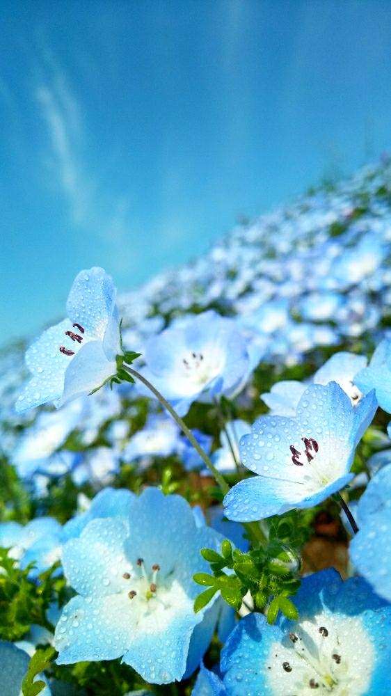 優しい の投稿画像 By はるみさん 癒し系と今日のお花と花のある暮らしとおしゃれ 17月9月15日 Greensnap グリーンスナップ
