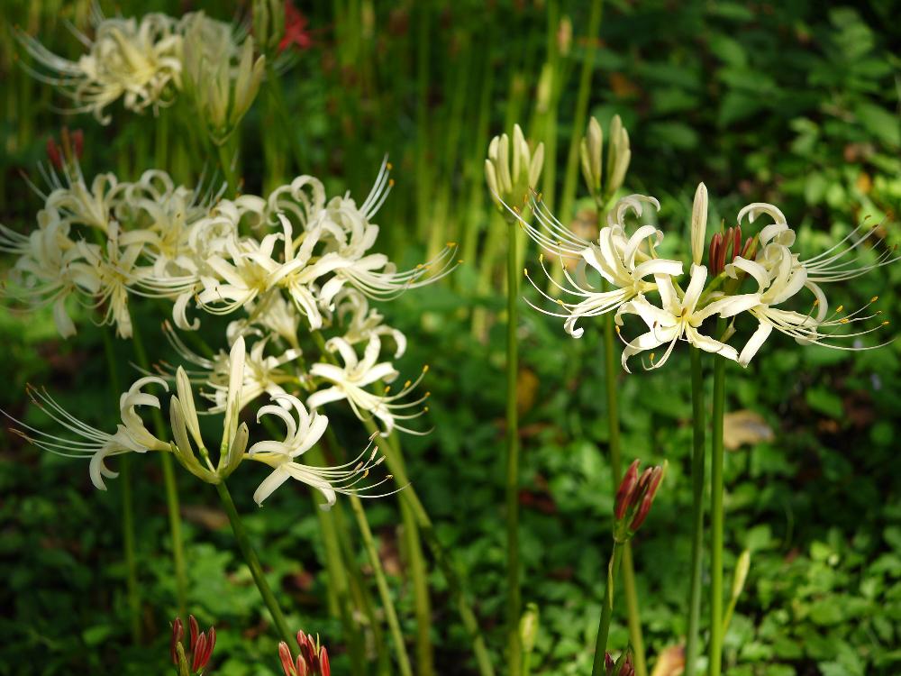 ヒガンバナの投稿画像 By Snowrabbitsさん 秋の花と雄しべが長いと白い花と今日の花 17月9月15日 Greensnap グリーンスナップ