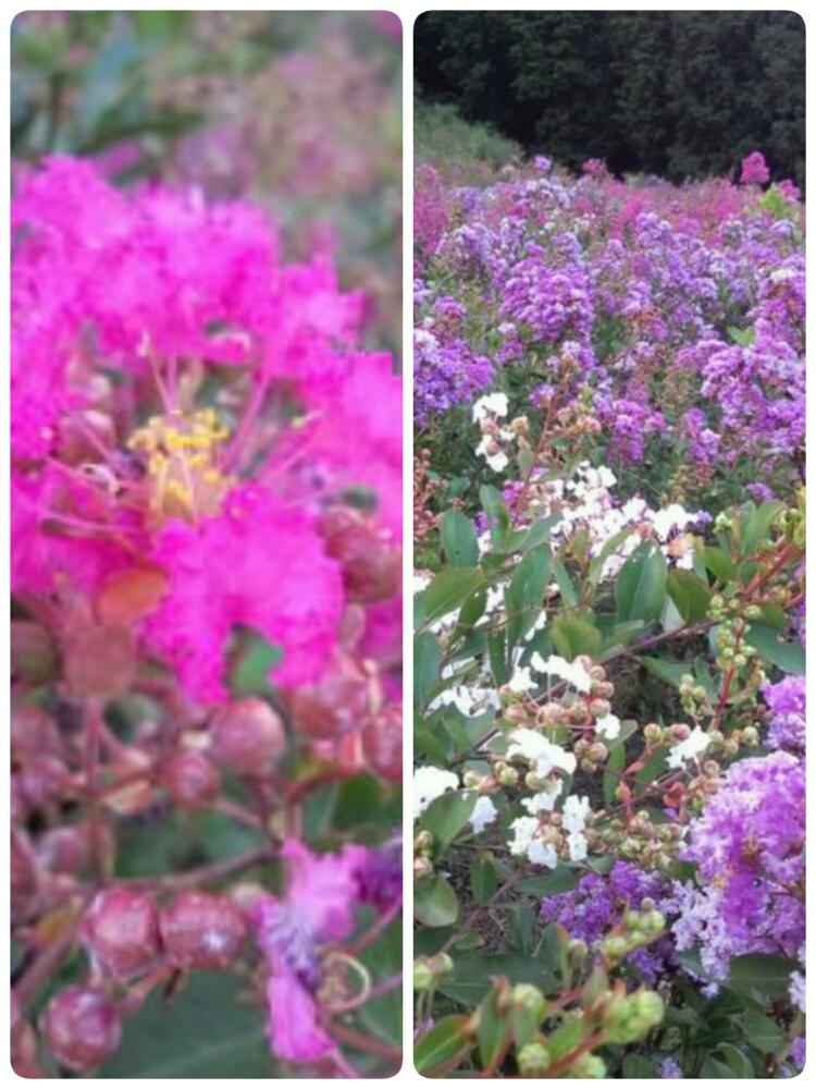 お出かけ先の投稿画像 By くのいち55さん ピンクの花と紫色の花と サルスベリとパープルクイーン 紫 と秩父ミューズパークとサマーファンタジー ピンク と白い花とホワイトフェアリー 白 と落葉樹と花木とサルスベリとピンクの花と紫色の花と サルスベリとパープル