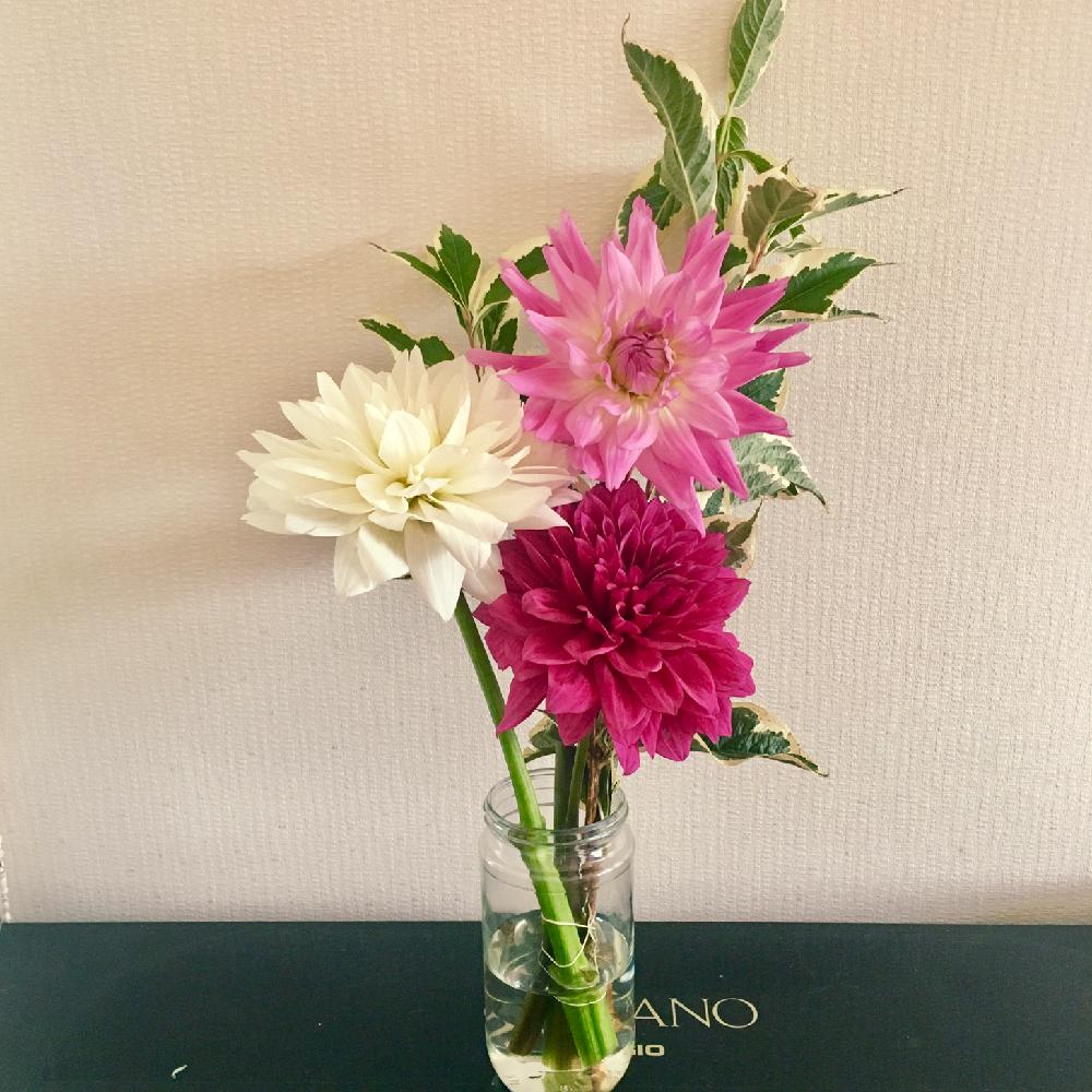 ダリアの投稿画像 By Makiさん 花のある暮らしと季節の花と切り花と彩り 17月9月16日 Greensnap グリーンスナップ