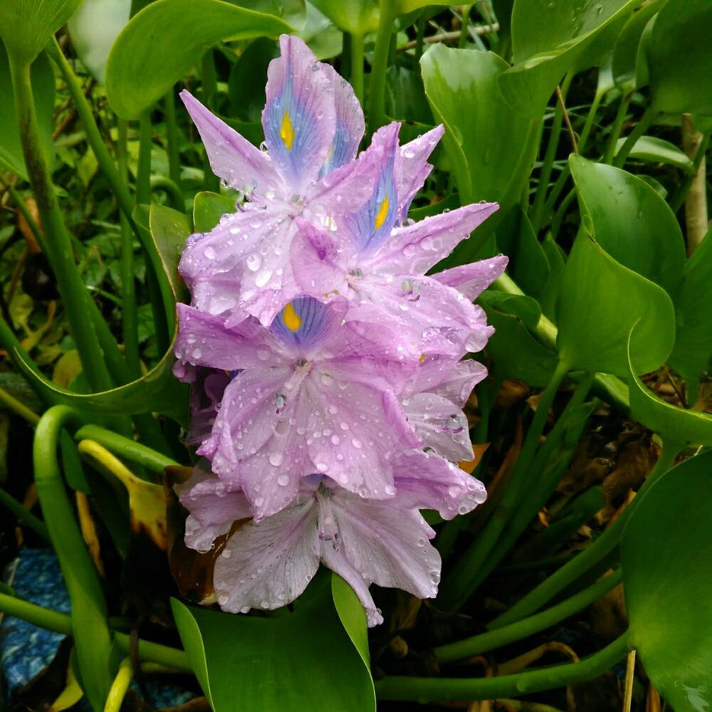 布袋草の投稿画像 By マジコさん ムラサキの花と珍しい植物 17月9月16日 Greensnap グリーンスナップ