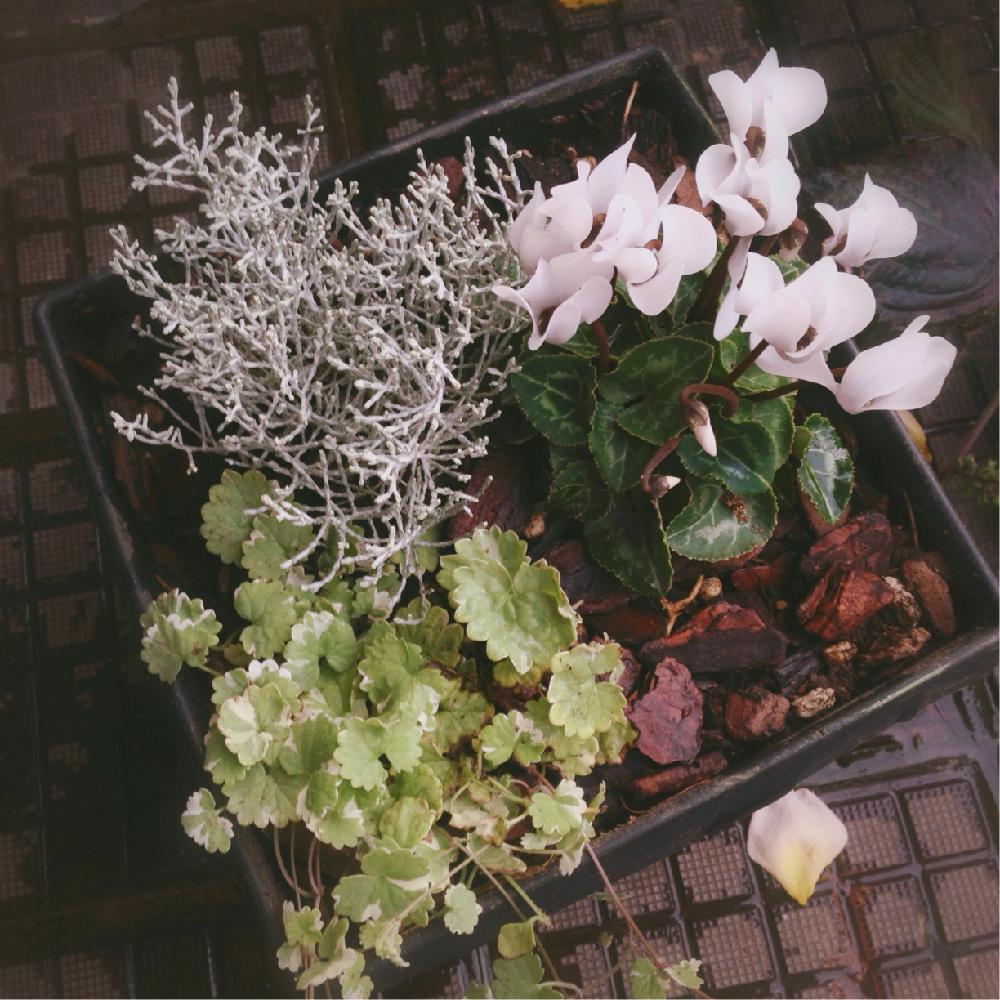 プラティーナの投稿画像 By Shigeさん グレコマとガーデンシクラメンと寄せ植えと葉っぱと小さな白いお花と白いお花と白い花 17月9月16日 Greensnap グリーンスナップ