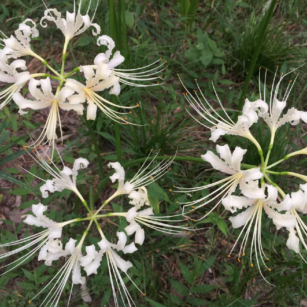 白い花の投稿画像 By ケン太さん 秋の花と今日の一枚 17月9月16日 Greensnap グリーンスナップ
