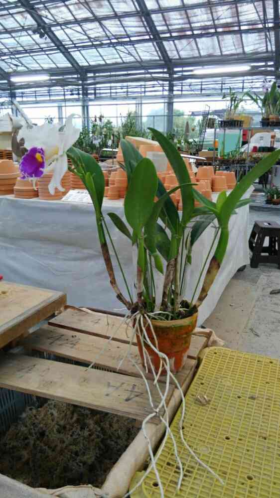 カトレアの支柱立て｜🍀GreenSnap（グリーンスナップ）