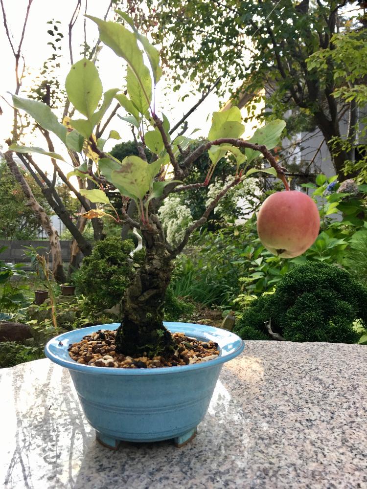 林檎 の投稿画像 By Tomoさん 植中毒とリンゴの木と小品盆栽と盆栽 17月9月17日 Greensnap グリーンスナップ