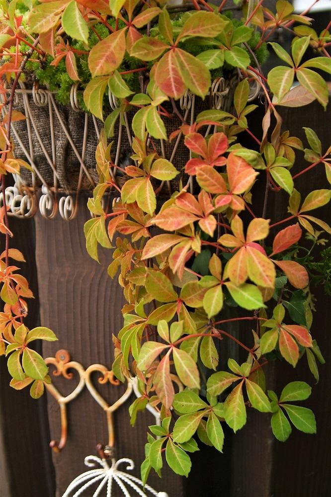 ヘンリーヅタの投稿画像 By Haiziさん 紅葉 と難易度低と観葉植物と観葉植物 と鉢植えとナチュラルスタイルとガーデニングと花のある暮らし 17月9月17日 Greensnap グリーンスナップ