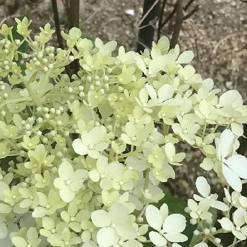 淡いグリーンの画像 by スノーベルさん | 小さな庭と花のある暮らしと今日のお花と淡いグリーンと花木