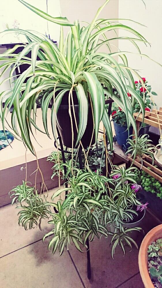 オリヅルランの投稿画像 By なおさん オリヅルラン と台風接近と葉っぱと植中毒と オリズルランと成長記録と子株とおおきくなあれ 17月9月17日 Greensnap グリーンスナップ