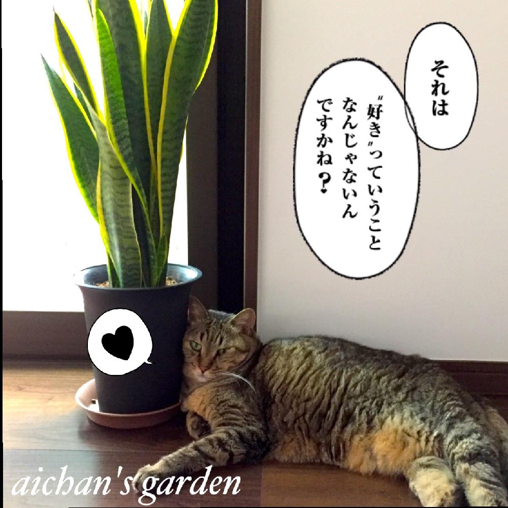 サンスベリアの投稿画像 By あいちゃんさん 窓辺と観葉植物と窓辺の植物と猫と植物と可愛いと雨の日と観葉植物と窓辺の植物と猫と植物と可愛いと雨の日 17月9月17日 Greensnap グリーンスナップ Greensnap グリーンスナップ