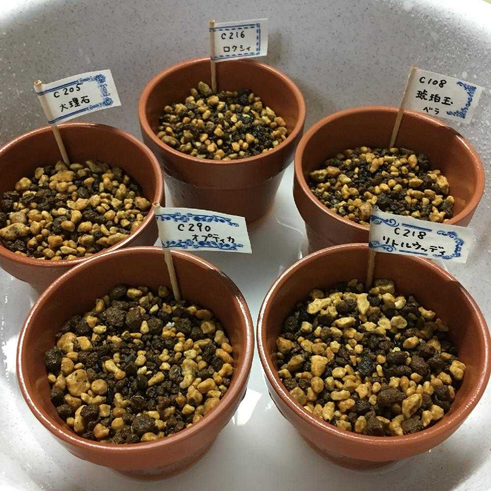 リトープス実生記録｜🍀GreenSnap（グリーンスナップ）