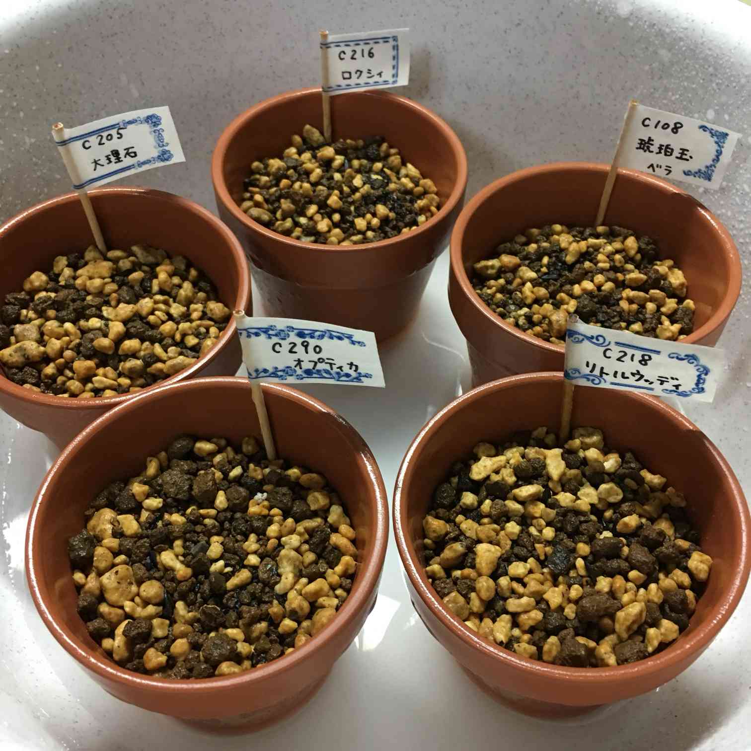 リトープス実生記録｜🍀GreenSnap（グリーンスナップ）