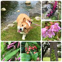 アベリア,ヨウシュヤマゴボウ,イヌタデ,公園,我が家のワンコ♡の画像