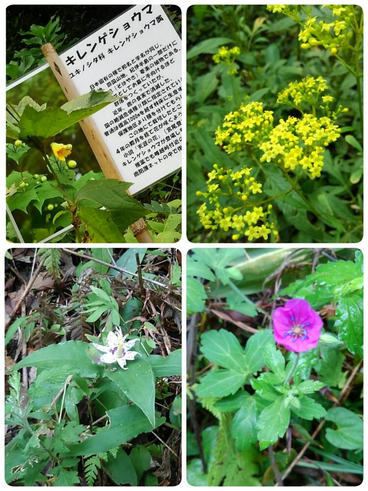 キレンゲショウマの投稿画像 By 花ぼっこさん オミナエシとホトトギスとお出かけ先と植中毒とゲンノショウコ赤花と植中毒 17月9月18日 Greensnap グリーンスナップ Greensnap グリーンスナップ キレンゲショウマの投稿画像 By 花ぼっこさん オミナエシとホトトギスとお出かけ先と植中毒とゲンノショウコ赤花と植中毒 17月9月18日 Greensnap グリーンスナップ Greensnap グリーンスナップ