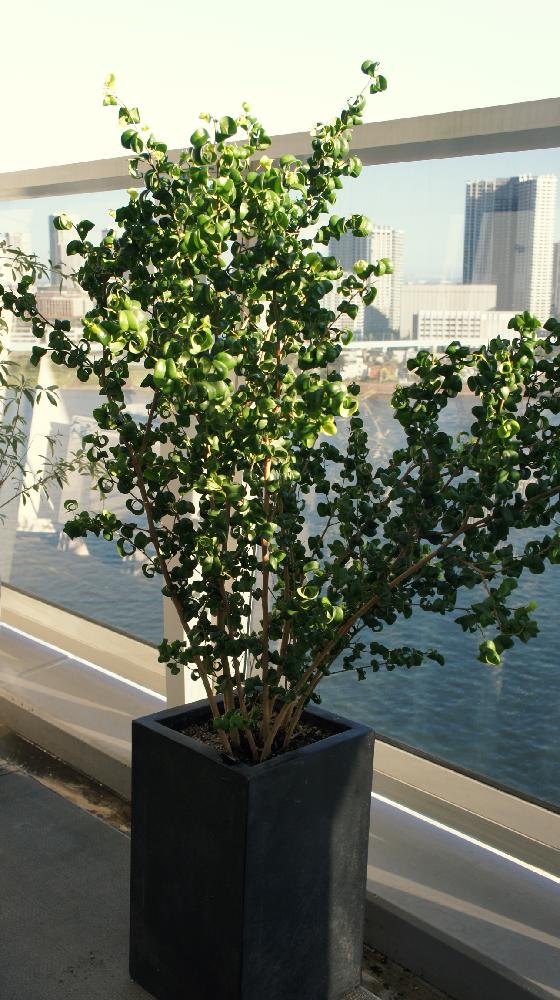 ベンジャミン バロックの投稿画像 By Oreoさん フィカスベンジャミンバロック 17月9月18日 Greensnap グリーンスナップ