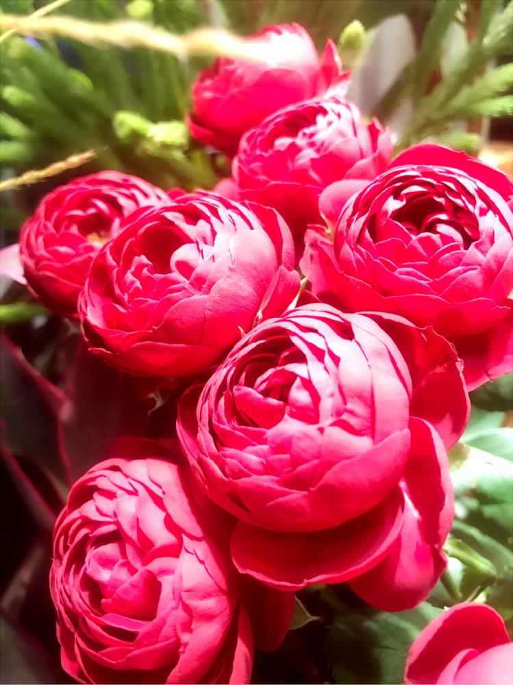 ガーネットジェムの投稿画像 By Sae Roseさん 薔薇に魅せられてと スプレーバラとバラが好きとバラ ミニバラとティーカップ咲きとミニ薔薇 17月9月19日 Greensnap グリーンスナップ