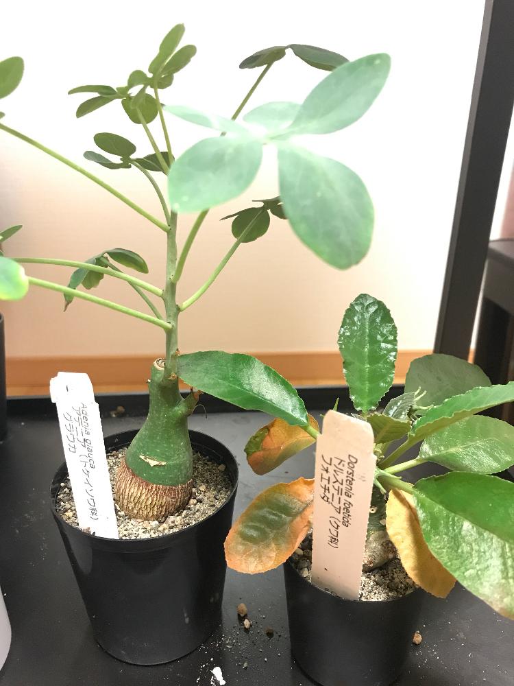 アデニア グラウカの投稿画像 By エレファンティペスさん ドルステニア フォエチダと葉焼けと白峯園と日焼けとドルステニアとイベントと直射日光 と紅葉 こうよう と塊根植物とスモリの家とアデニア属 17月9月19日 Greensnap グリーンスナップ