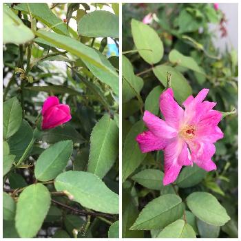四季咲きミニ薔薇の画像 by たえポンさん | 小さな庭と四季咲きミニ薔薇と花のある暮らし