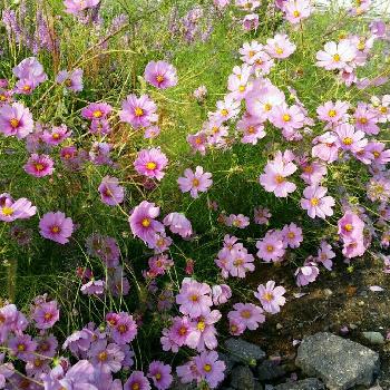 こぼれ種で毎年咲く小花の投稿画像一覧 Greensnap グリーンスナップ