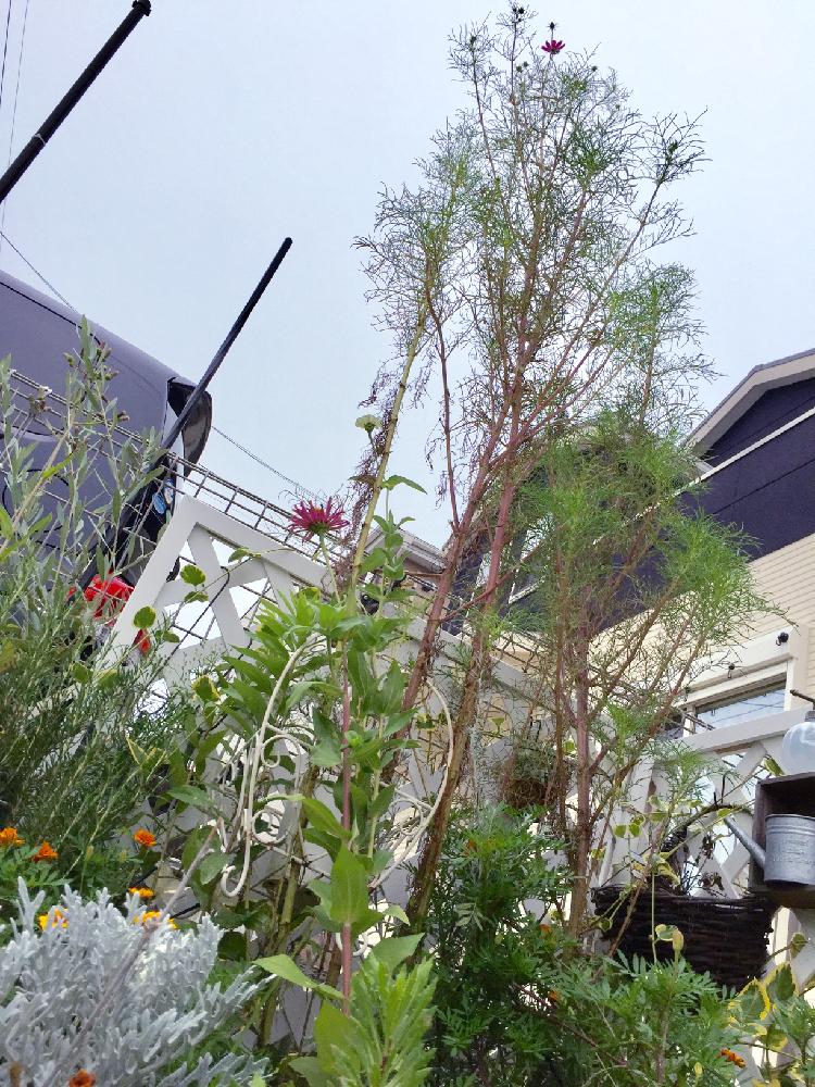 コスモスの投稿画像 By Akoさん ジニアとマリーゴールドとシロタエギクとオリーブとピンクの花と花壇と我が家の花壇とオレンジの花と巨大化とガーデニングと花のある暮らし 17月9月日 Greensnap グリーンスナップ