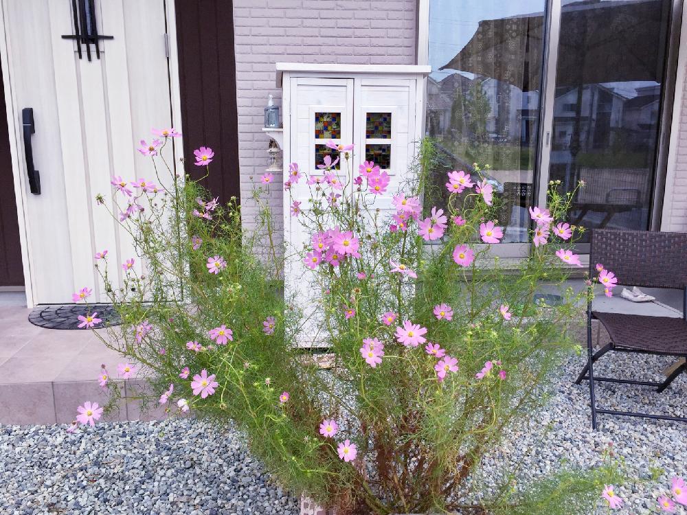 コスモスの投稿画像 By Akoさん 小さな庭と花のある暮らしとピンクの花と砂利の上とガーデニングと花のある暮らしとピンクの花と砂利の上とガーデニング 17月9月日 Greensnap グリーンスナップ Greensnap グリーンスナップ