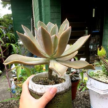 置き肥やるなぁ の投稿画像一覧 Greensnap グリーンスナップ