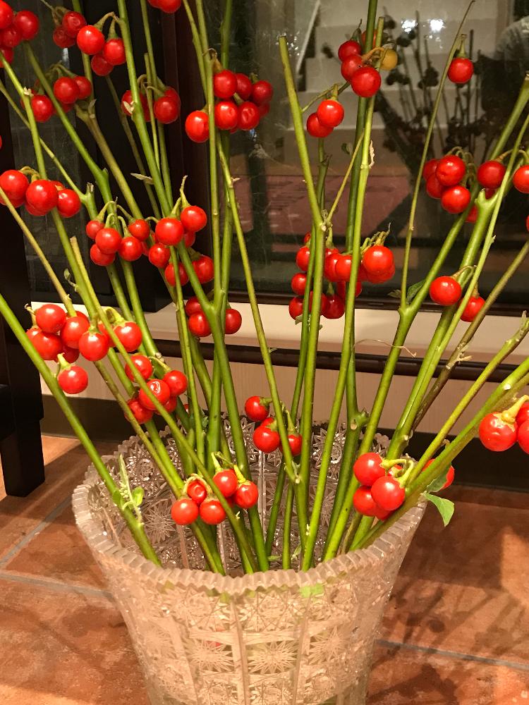 玄関の投稿画像 By 木瓜さん キュンキュン乙女倶楽部とよーく見るととお花っていいなぁとa型 山羊座と心ほっこりと小さい秋見つけたとみぃ つけたと木もいいなあとかわいいと燃えるような赤と ソラヌムとハナナスとキュンキュン乙女倶楽部とよーく見るととお花っていい