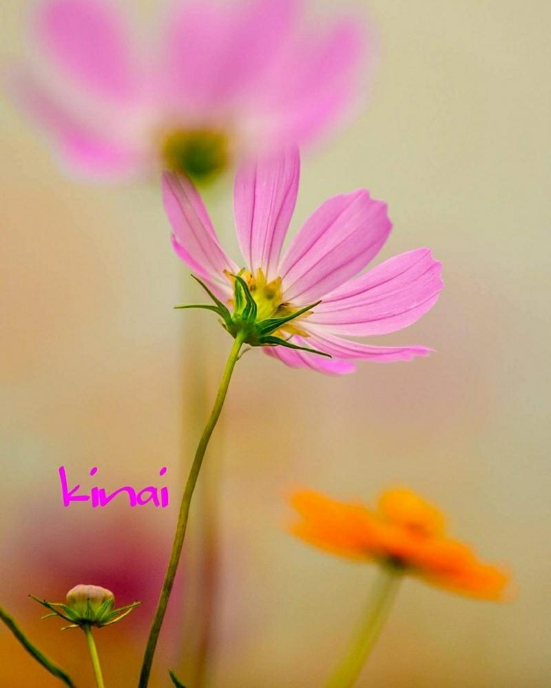 しながわ花海道の投稿画像 By Kinaiさん コスモスの花 17月9月21日 Greensnap グリーンスナップ