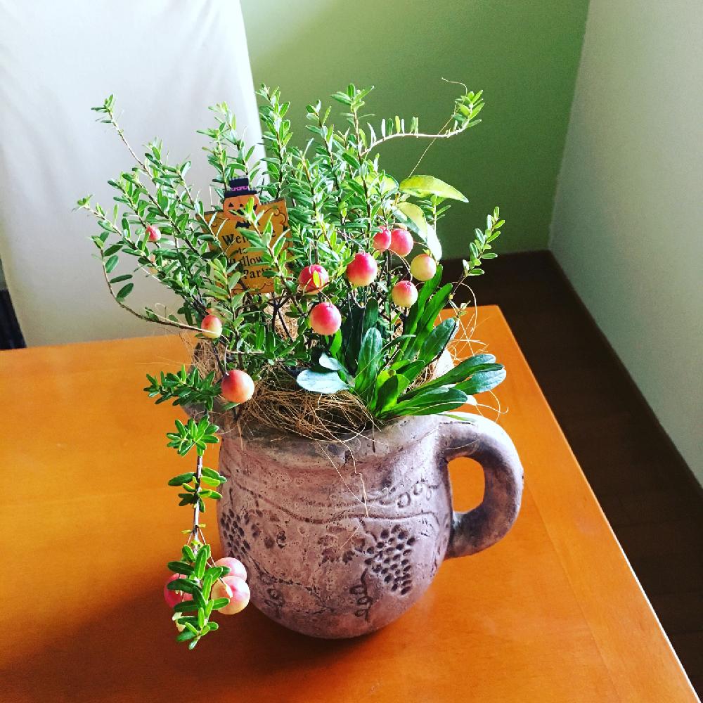 クランベリーの投稿画像 By チューベローズさん テイカカズラとアジュガと花のある暮らしとおしゃれな鉢とひと足早い秋と寄せ植え 17月9月21日 Greensnap グリーンスナップ