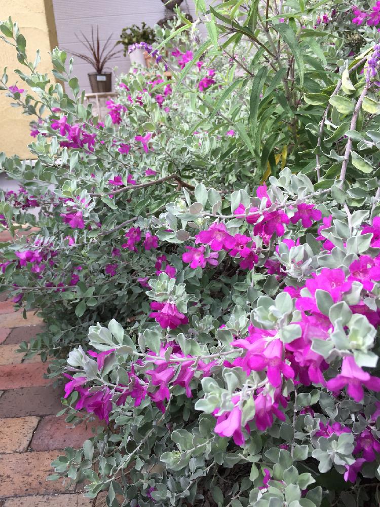 アプローチの投稿画像 By Naminamiさん 晴れ とグリーンの癒し とピンクの花とレウコフィルム フルテスケンスとシルバーリーフ と晴れ とグリーンの癒し とピンクの花とレウコフィルム フルテスケンスとシルバーリーフ 17月9月21日 Greensnap グリーン