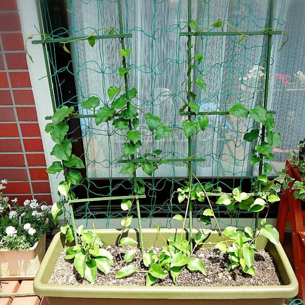 おかわかめの成長記録2017｜🍀GreenSnap（グリーンスナップ）