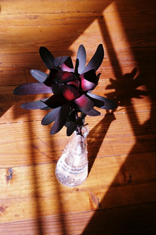 リューカデンドロンの投稿画像 By 荒田珈琲さん オフィスと今日の一枚と今日のお花と赤い花と切り花 17月9月21日 Greensnap グリーンスナップ
