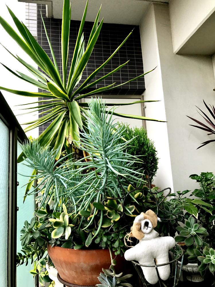 ユッカ グロリオサの投稿画像 By ママワンさん 美空鉾とご にと の秋とゴイスーとシュールゴッコ と葉っぱ愛好家ととぎ汁効果と暴れ多肉と我が家の育ちまくりシリーズとあふれ多肉と放置と放置多肉ととんがり 17月9月22日 Greensnap グリーンスナップ