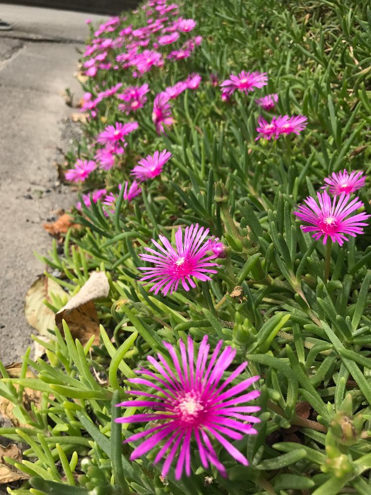 松葉菊の投稿画像 By Nayukiさん マツバギクとお散歩と多肉植物と道端とピンク色の花 17月9月22日 Greensnap グリーンスナップ