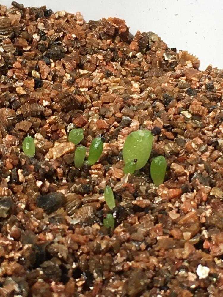 サボテンの投稿画像 By キット さん 多肉植物と実生とサボテン科とサボテン種まき 17月9月22日 Greensnap グリーンスナップ