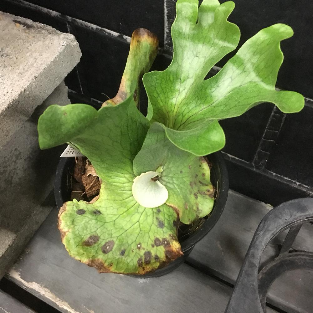 ビカクシダ ワンダエの投稿画像 By Hanabisouさん 着生植物と コウモリラン と観葉植物と植物のある暮らしと ビカクシダと植物だいすきと植物と ワンダエと店頭販売と植中毒とプラティセリウム ワンダエとhanabisouと半田市花屋と販売中とgreenとビカクシダ属 17月9月