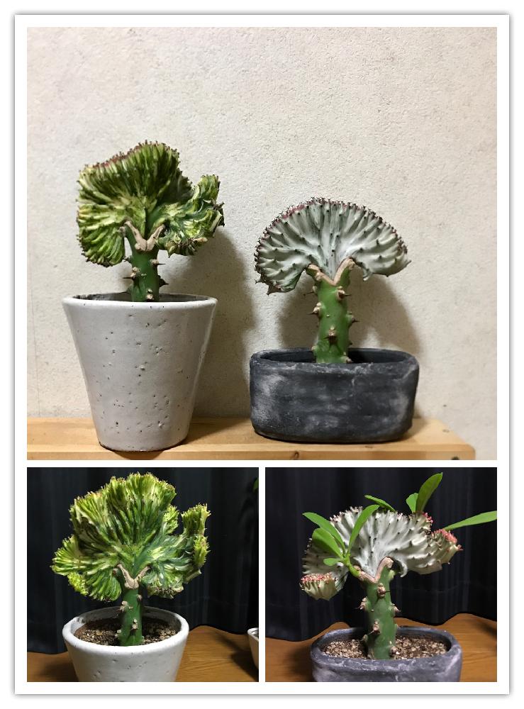 多肉植物の投稿画像 By りーんべるさん ユーフォルビア マハラジャ 大明神 とbefore Afterと希少種と植中毒と日常と成長記録と珍奇植物 17月9月22日 Greensnap グリーンスナップ