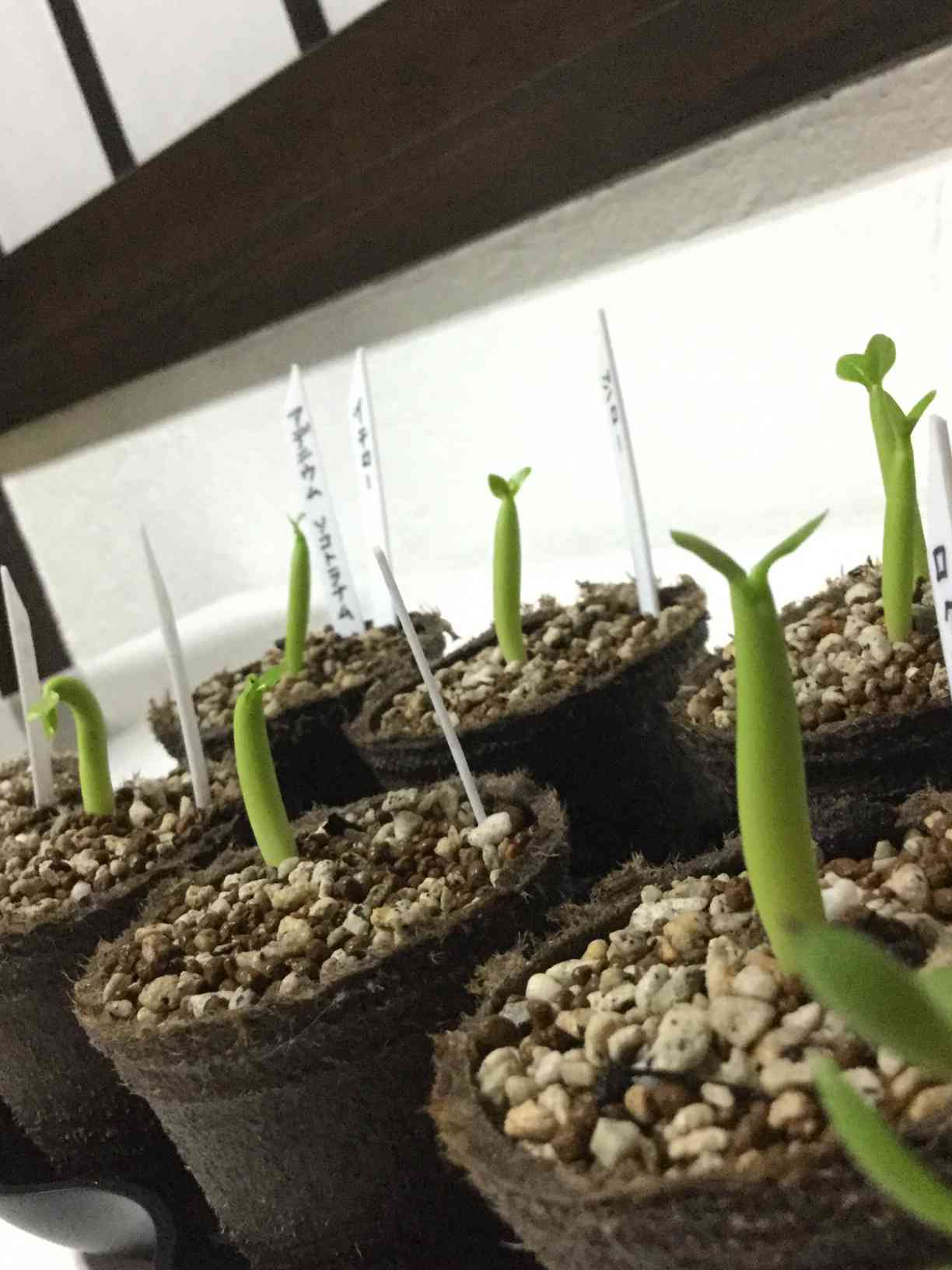 斑入アデニュウムソコトラナム原地種子実生株 斑入アデニュウムソコトラナム原地種子実生株